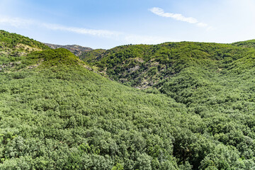 Fototapeta na wymiar Green forest in mountains