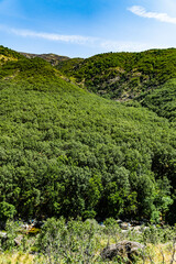 Fototapeta na wymiar Green mountains forest