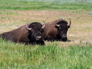 Bison Herd Grazing at Yellowstone National Park