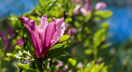 Large pink flower Magnolia Susan (Magnolia liliiflora x Magnolia stellata). Beautiful blooming in spring garden. Selective focus. Nature concept for design. Place for your text.
