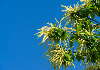 Flowers of sweet chestnut tree (Castanea sativa). Close-up blossoms of Sweet Chestnut (Spanish or just chestnut) on blue sky background in public landscape city park Krasnodar or Galitsky Park.