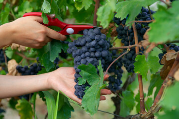 close-up man picking red wine grapes on vine in vineyard.harvest of blue grapes. fields vineyards...