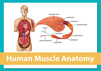 Human muscle anatomy with body anatomy