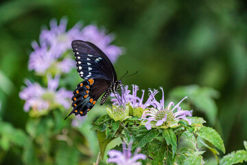 Fototapeta na wymiar Swallowtail butterfly on flower