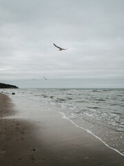 Fliegende Möwen am Meer