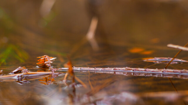 Macro de petits &eacute;l&eacute;ments naturels, immerg&eacute;s dans des flaques d'eau, dans la for&ecirc;t des Landes de Gascogne