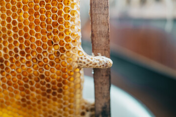 Sealed in mother liquor working bee. Close-up honeycomb cells. breeding of queen bees. Royal jelly...