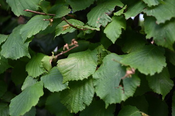 texture of leaves of a hazelnut tree