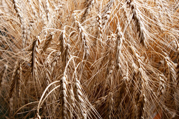 Ears of wheat. Summer background.