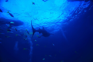whale shark scene landscape / abstract underwater big sea fish, adventure, diving, snorkeling