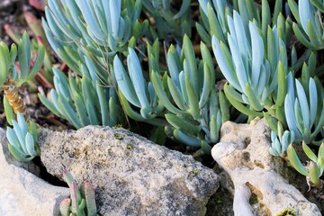 Blue Chalksticks  (Senecio mandraliscae) growing in limestone rock garden, South Australia