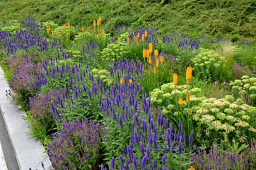 lush flower bed with sage blue and purple flower combined with yellow ornamental grasses lush green...