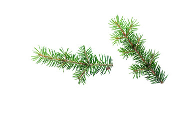 Two green branches of a Christmas tree isolated on a white background.