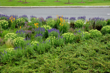 lush flower bed with sage blue and purple flower combined with yellow ornamental grasses lush green color perennial prairie flower bed in the city, top, drone view - obrazy, fototapety, plakaty