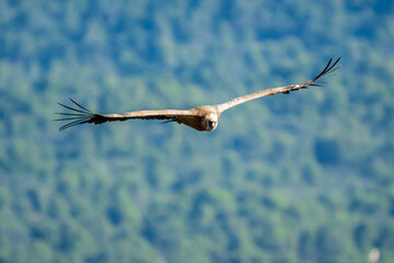 Griffon vulture (gyps fulvus) in flight, Alcoy.