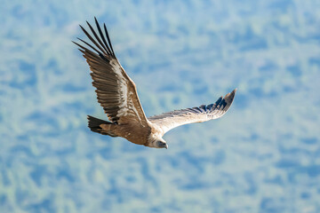 Griffon vulture (gyps fulvus) in flight, Alcoy.
