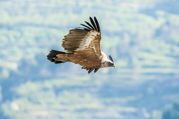 Griffon vulture (gyps fulvus) in flight, Alcoy.