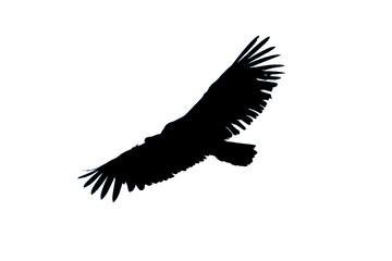 Silhouette of griffon vulture (gyps fulvus) in flight, Alcoy.