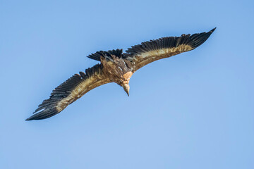 Griffon vulture (gyps fulvus) in flight, Alcoy.