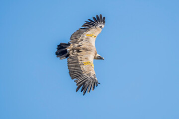 Griffon vulture (gyps fulvus) in flight, Alcoy.