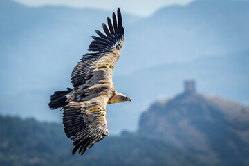 Griffon vulture (Gyps fulvus) in flight with the castle of Cocentaina in the background.