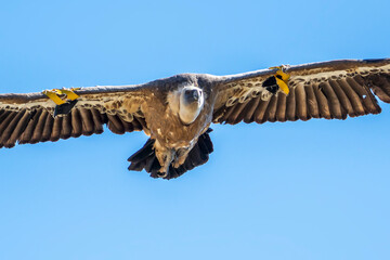 Griffon vulture (gyps fulvus) in flight, Alcoy.