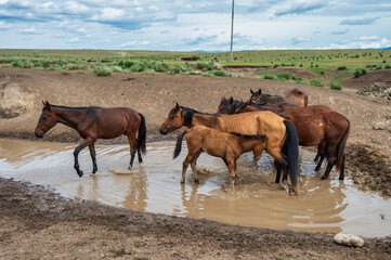 Horses at the watering hole