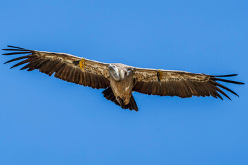 Griffon vulture (gyps fulvus) in flight, Alcoy.