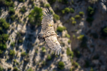 Griffon vulture (gyps fulvus) in flight, Alcoy.