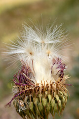 Dandelion seeds on a thistle.