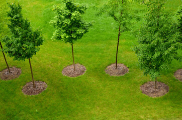 an alley of trees or a group of windbreaks. view from the top. aerial view of newly planted trees in flower beds on a green lawn © Michal