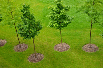 an alley of trees or a group of windbreaks. view from the top. aerial view of newly planted trees in flower beds on a green lawn