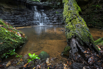 small pond and fallen tree with a waterfall