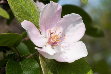 Quince flower with details and natural background