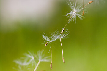Dandelion seeds with natural background - 448055423