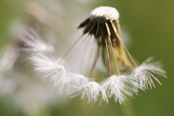 Dandelion seeds with natural background