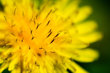 Dandelion flower with natural background