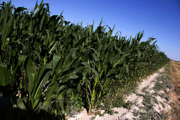 Corn field in the countryside. Agriculture.