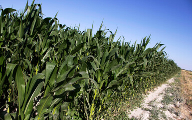 Corn field in the countryside. Agriculture.