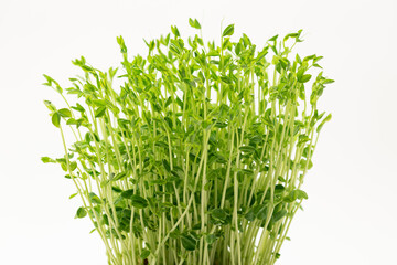 Obraz premium 豆苗 再生栽培