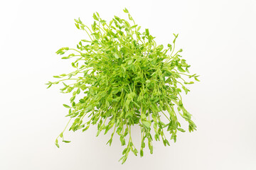 豆苗　再生栽培