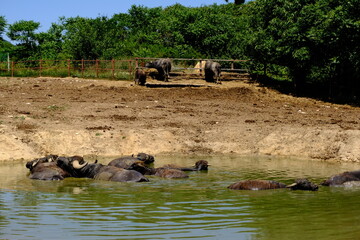 water buffalos swimming in lake at the zoo