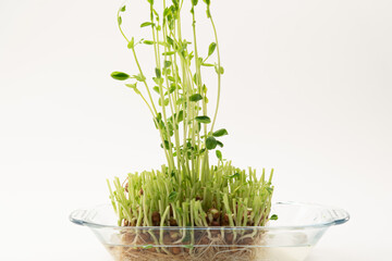 豆苗　再生栽培