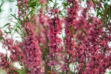 Pink flowers of low almonds