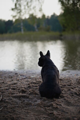 dog in the water