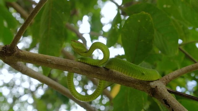 Viper snake in the branch of trees