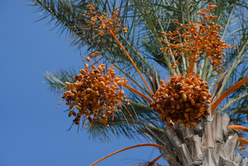 tree with flowers