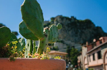 cactus garden in the city
