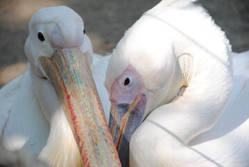 Two Pelicans in the Limassol zoo. Oriental white pelicans, with a large beaks in the zoo's aviary.