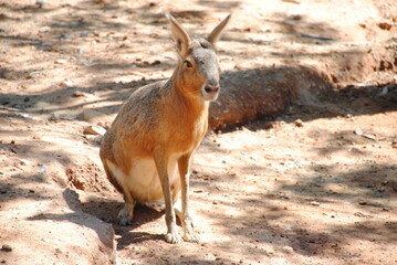 Patagonian Hare (lat. Dolichotinae) in the aviary. Patagonian Mara in captivity. Limassol Zoo
